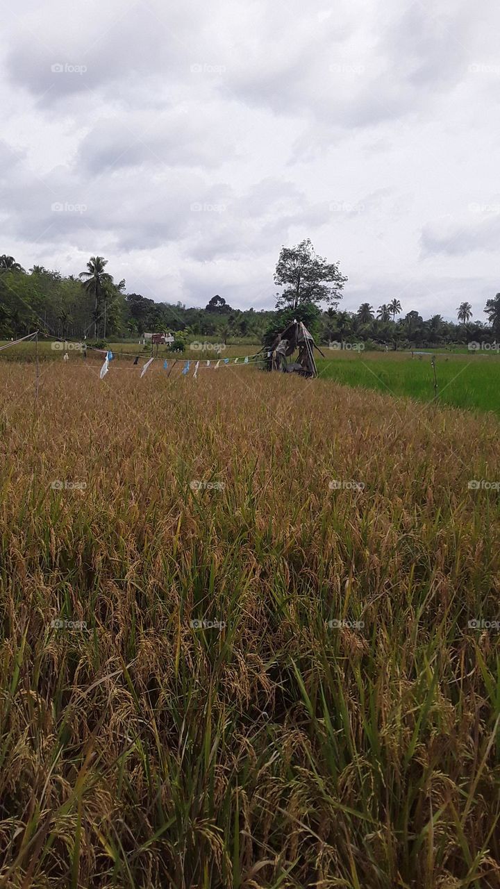 rice paddy ready to harvest