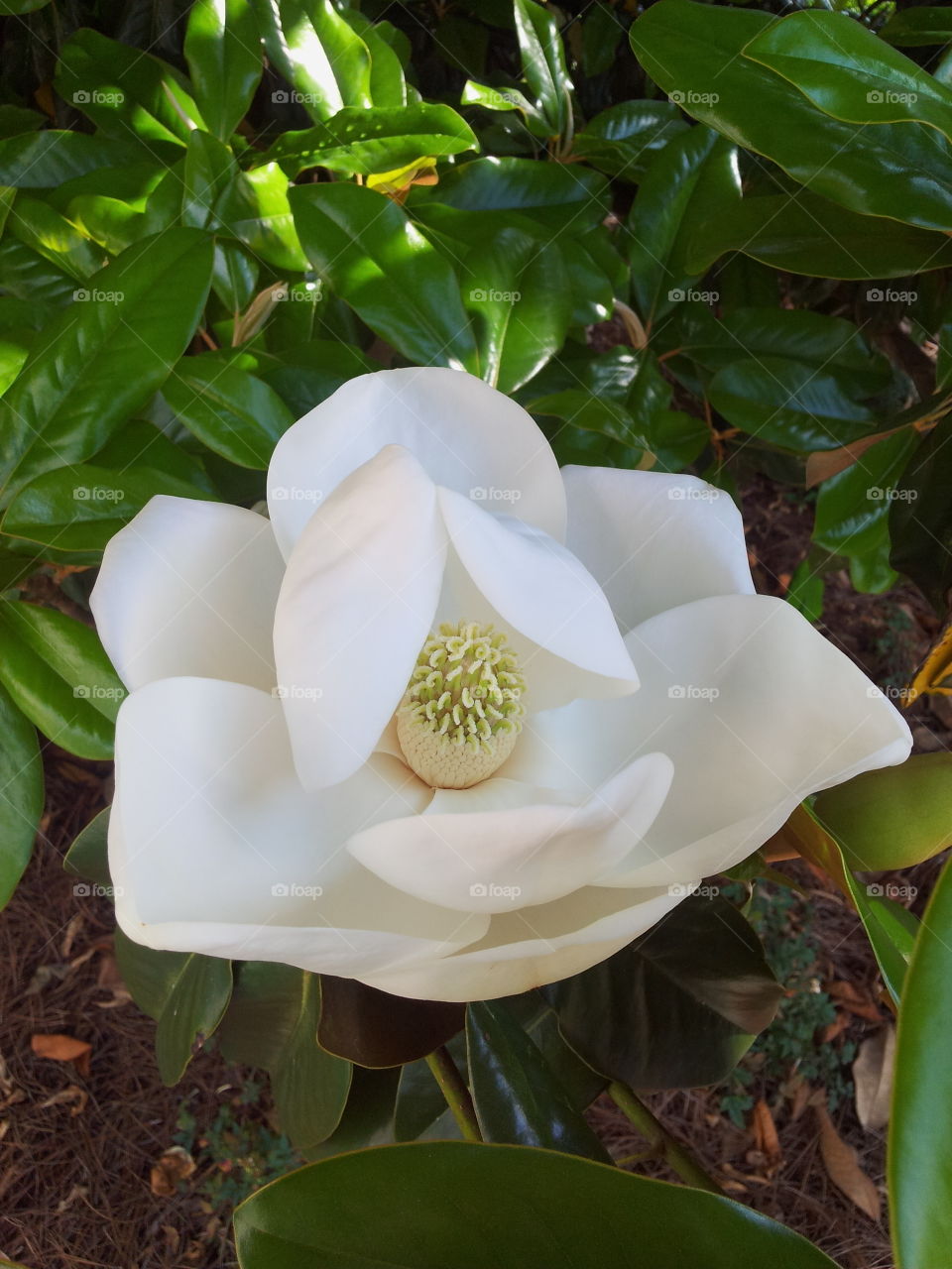 Beautiful magnolia flower