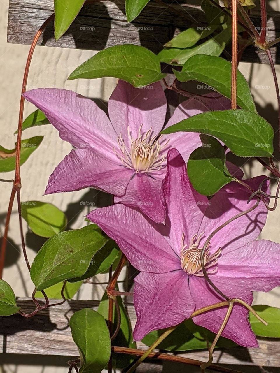 sunny clematis vine