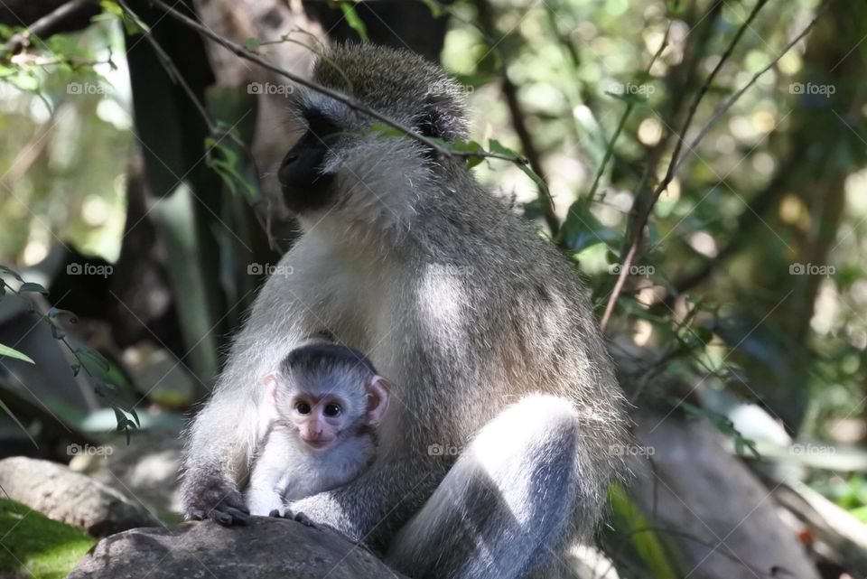Baby monkey . Baby monkey and mommy 