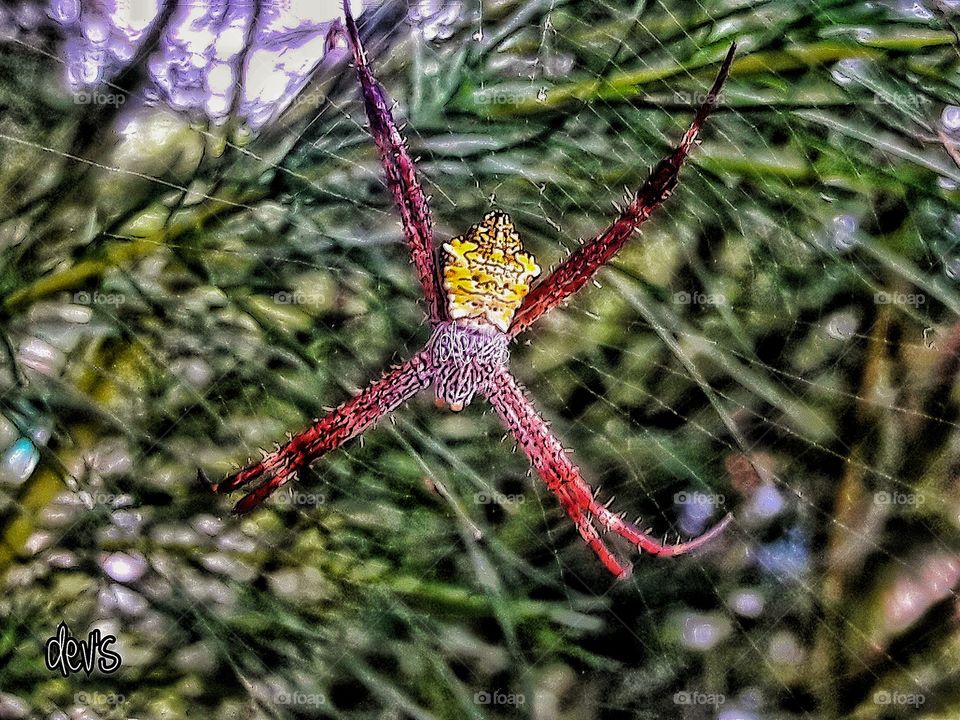 Birds have cages, spiders have webs, humans have friendship

---William Black