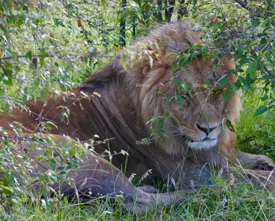 High angle view of lion in forest