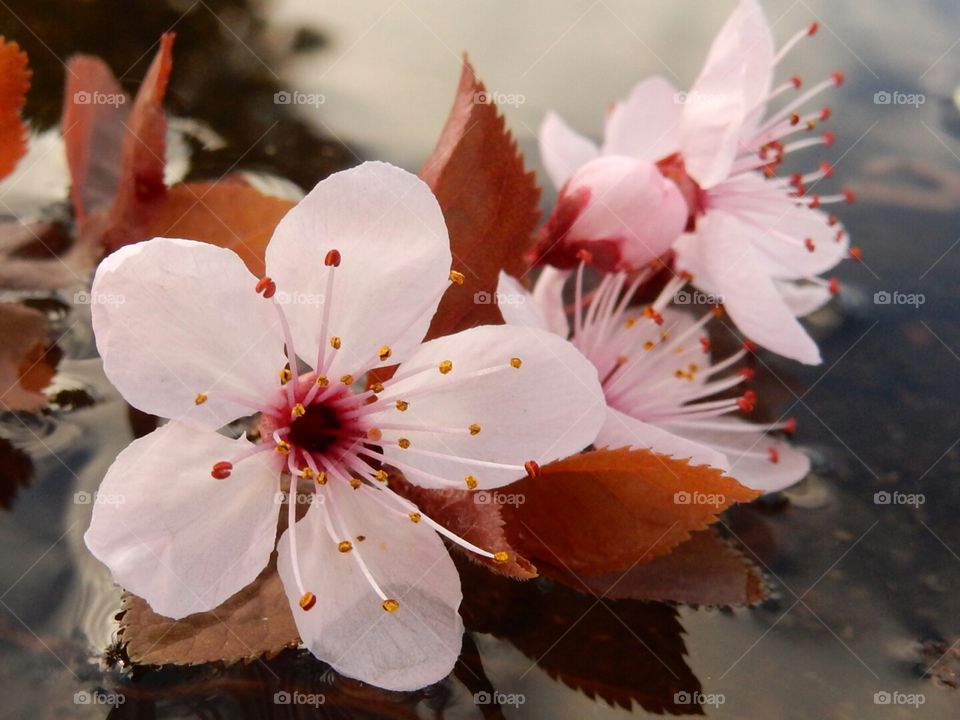 Flower In Puddle 🌸