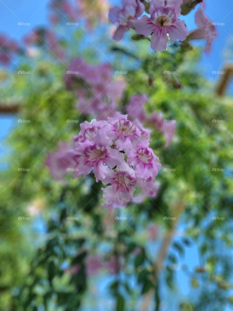 de cerca las flores rosadas