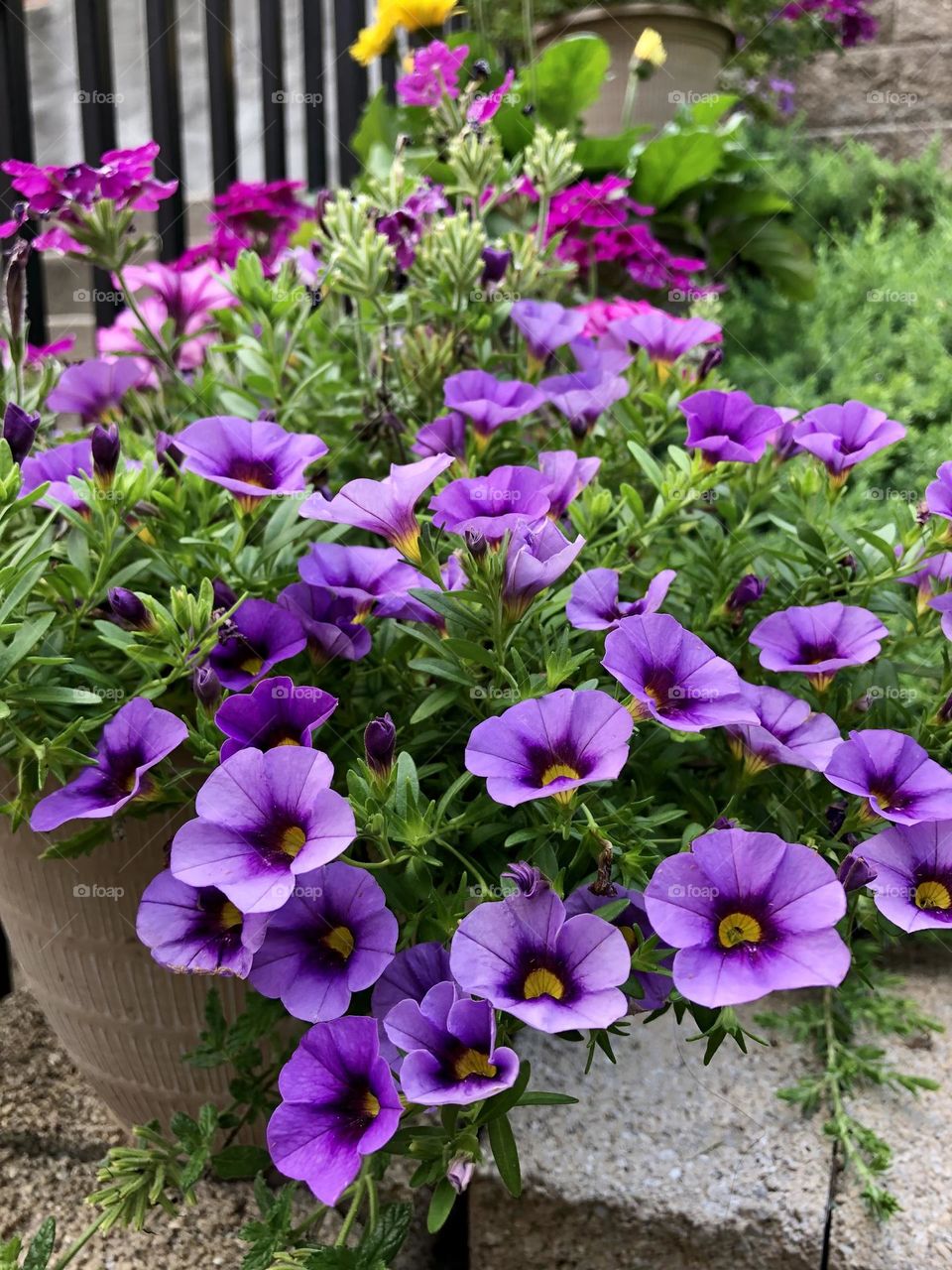 Pretty purple petunias flower blossoming blooming petals flowers summer backyard garden container gardening patio plants leaves foliage neighborhood landscaping