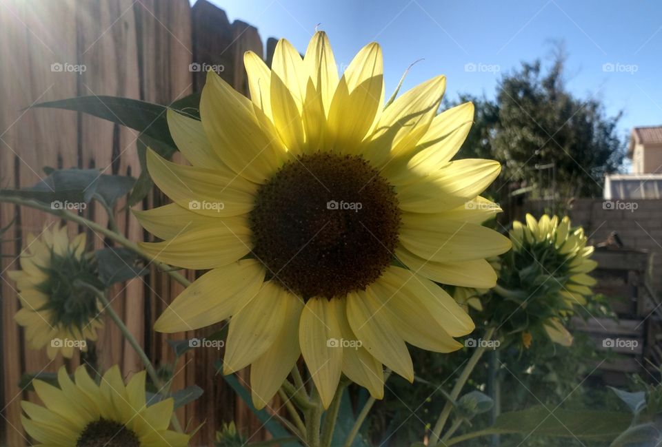 sunflower