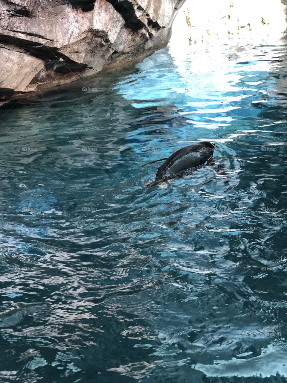 Water pingüinos 