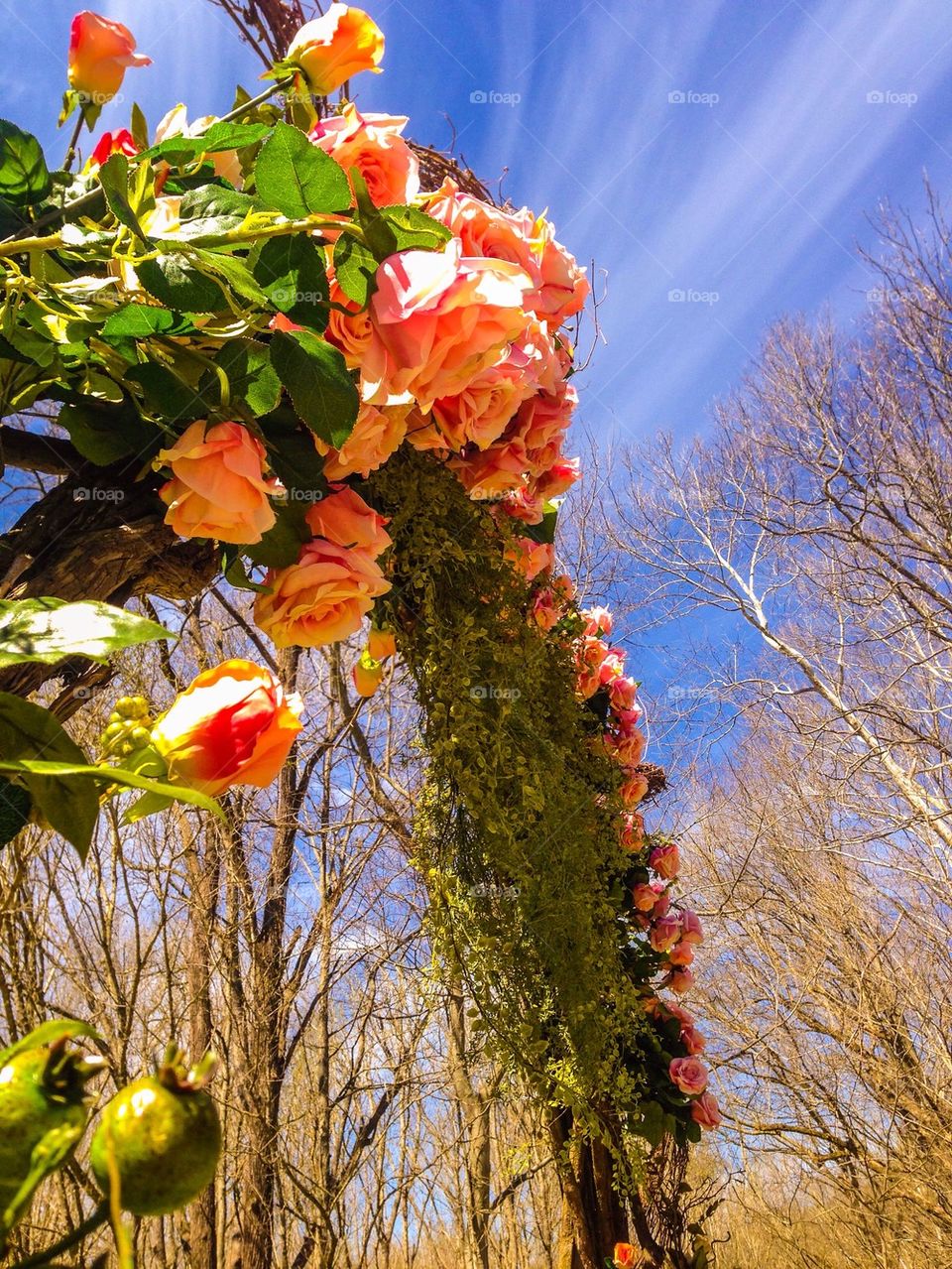 Arch of roses