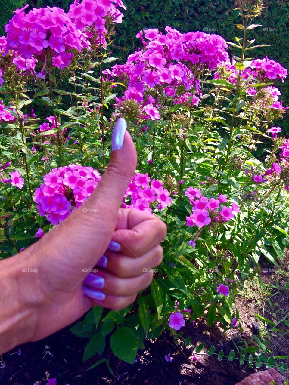 Thumbs up! Pink phlox in full bloom! 😉👍