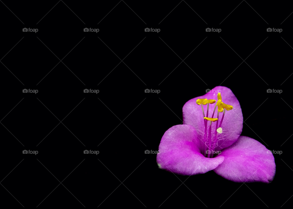 flowers flower purple beauty by javiercorrea15