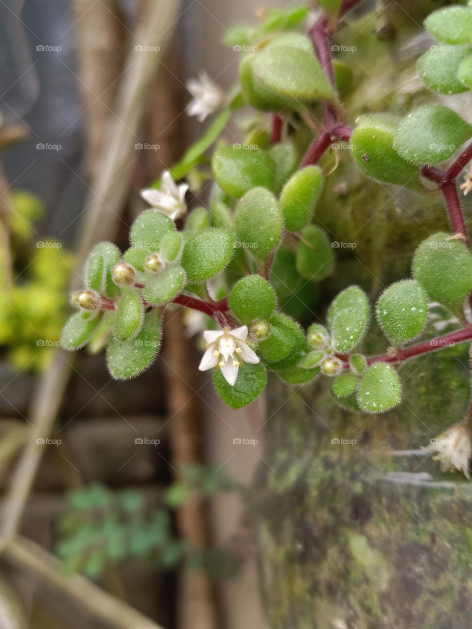 Crassula expansa subsp. fragilis