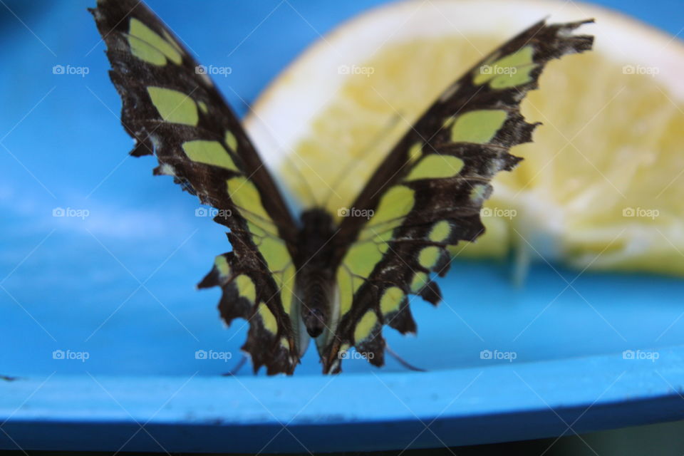 an eating butterfly