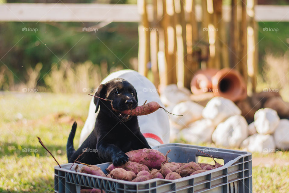 Little dog stealing a potato