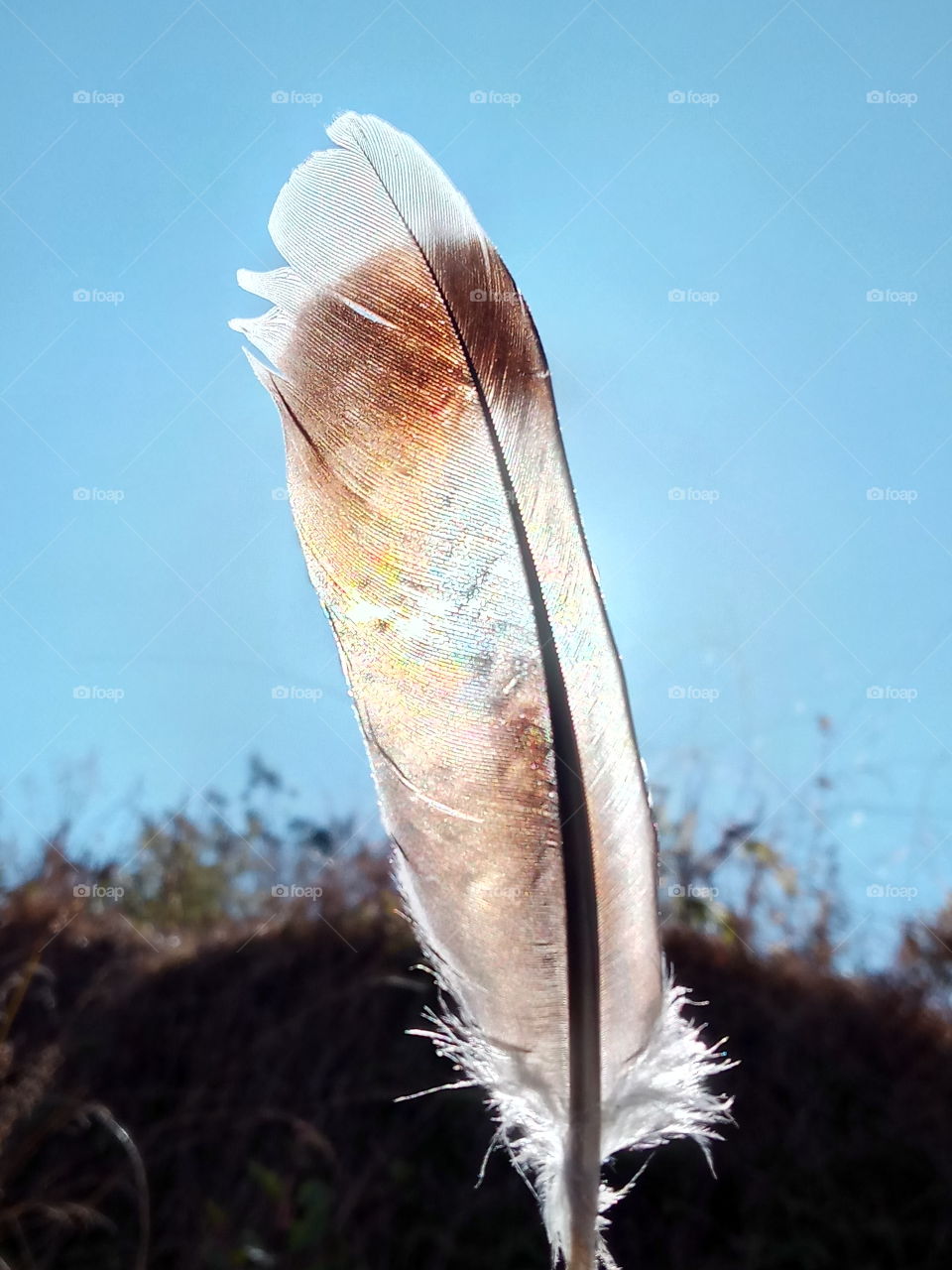 feather