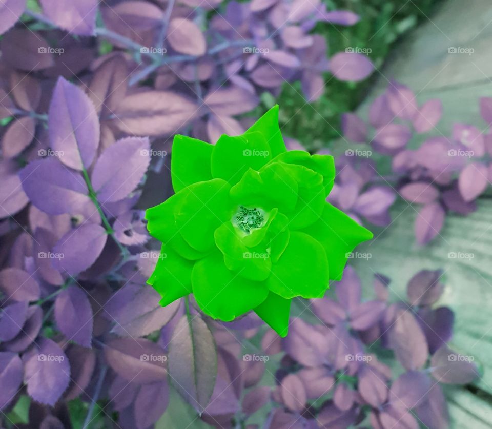 green rose