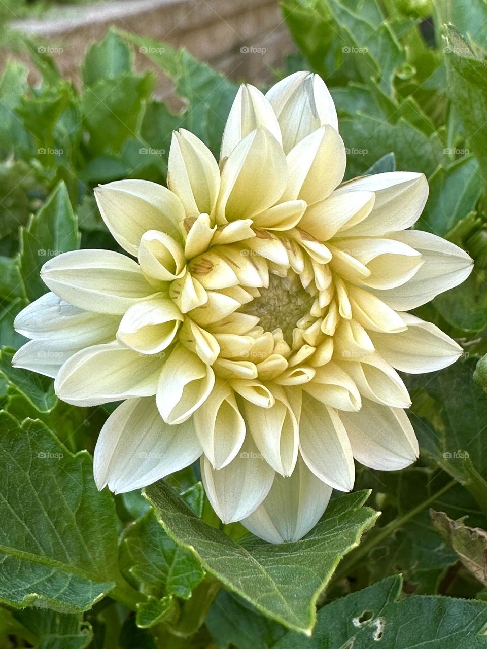 Bright yellow dahlia flower in backyard container garden with green leaves foliage suburban neighborhood landscaping summer hobby nature close up petals blooming blossoming