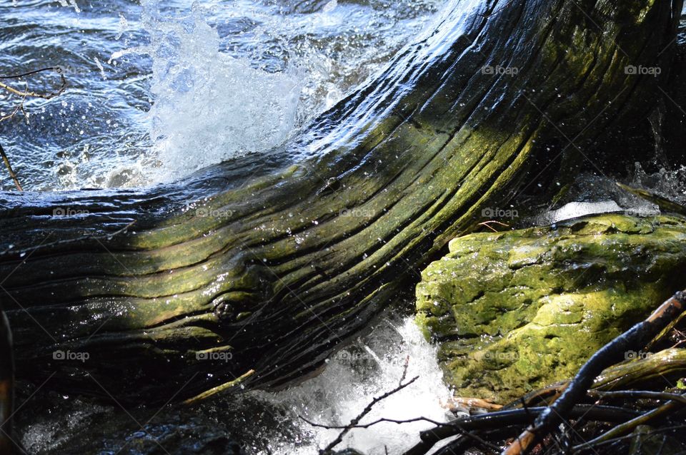 Green fallen tree trunk in water beautiful nature environmental background 