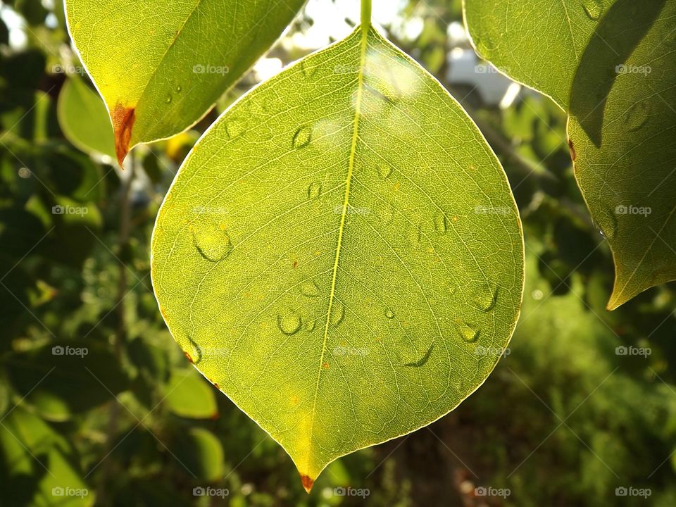 Light Shines Through. Leaf with water drops and sunlight