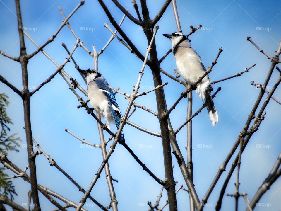 Blue jays