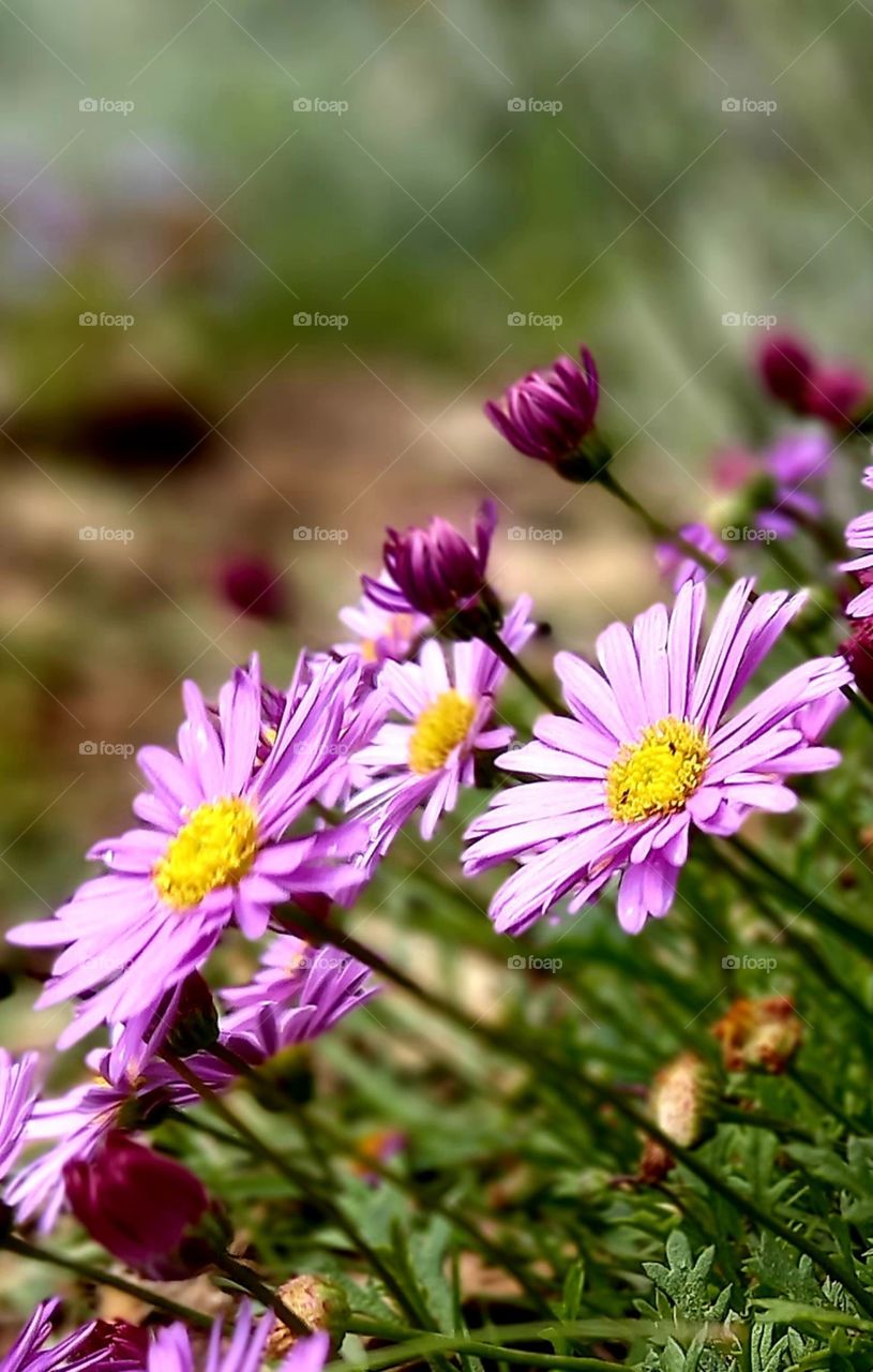 flowers and plants