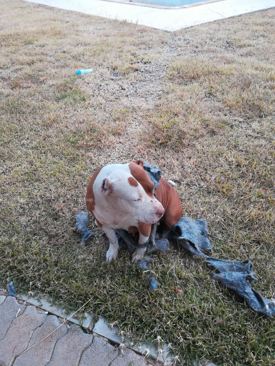 Playing with old blanket