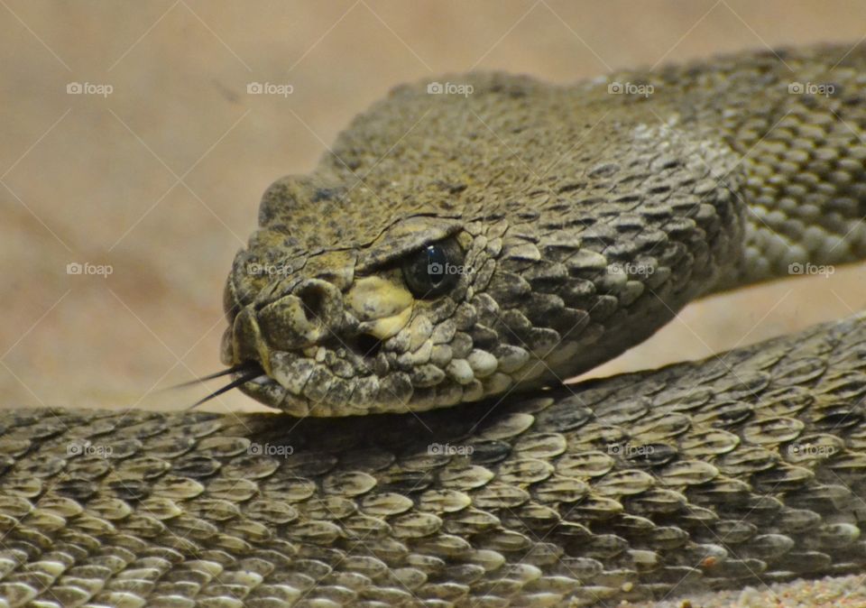 Diamondback Rattlesnake 