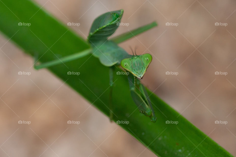 Praying-mantis 