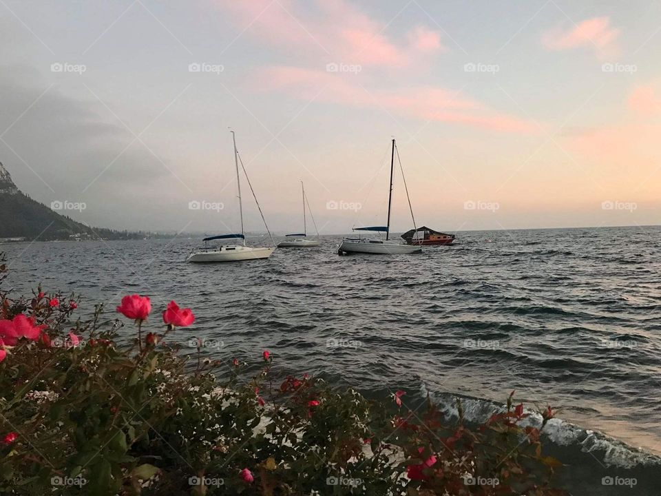 Lovely roses by the harbour (Lake Garda, Italy)