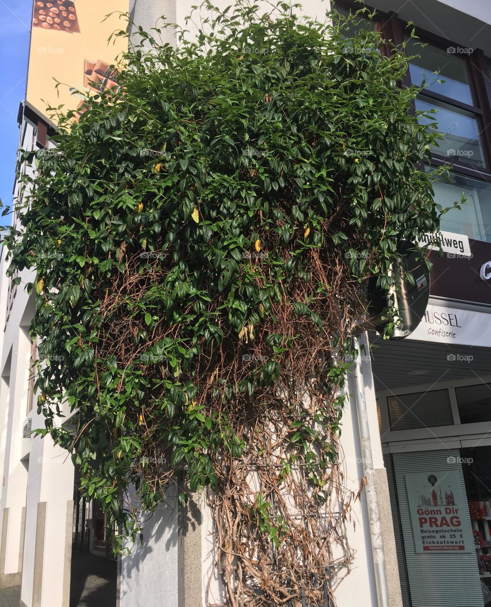 Greenery on the house 