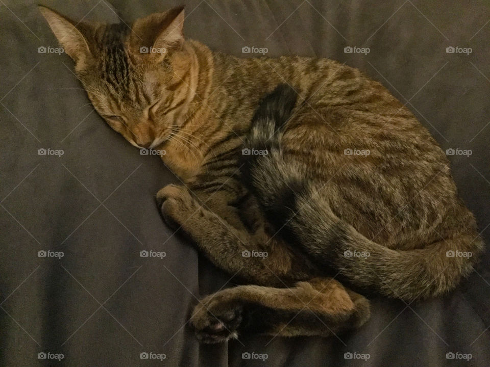 A tabby cat with a striped tail sleeping curled up on a big soft dark gray pillow.