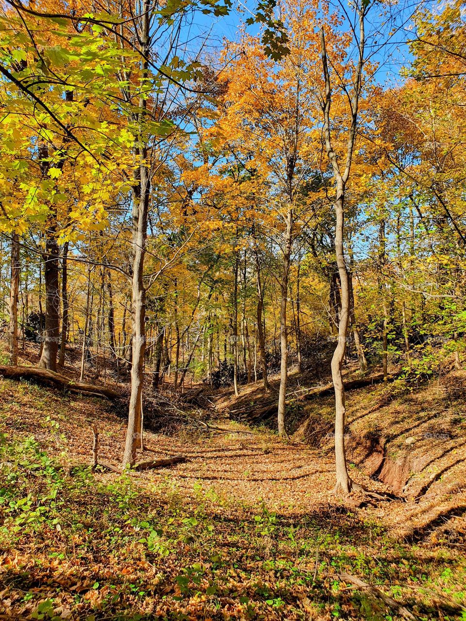 Autumn park