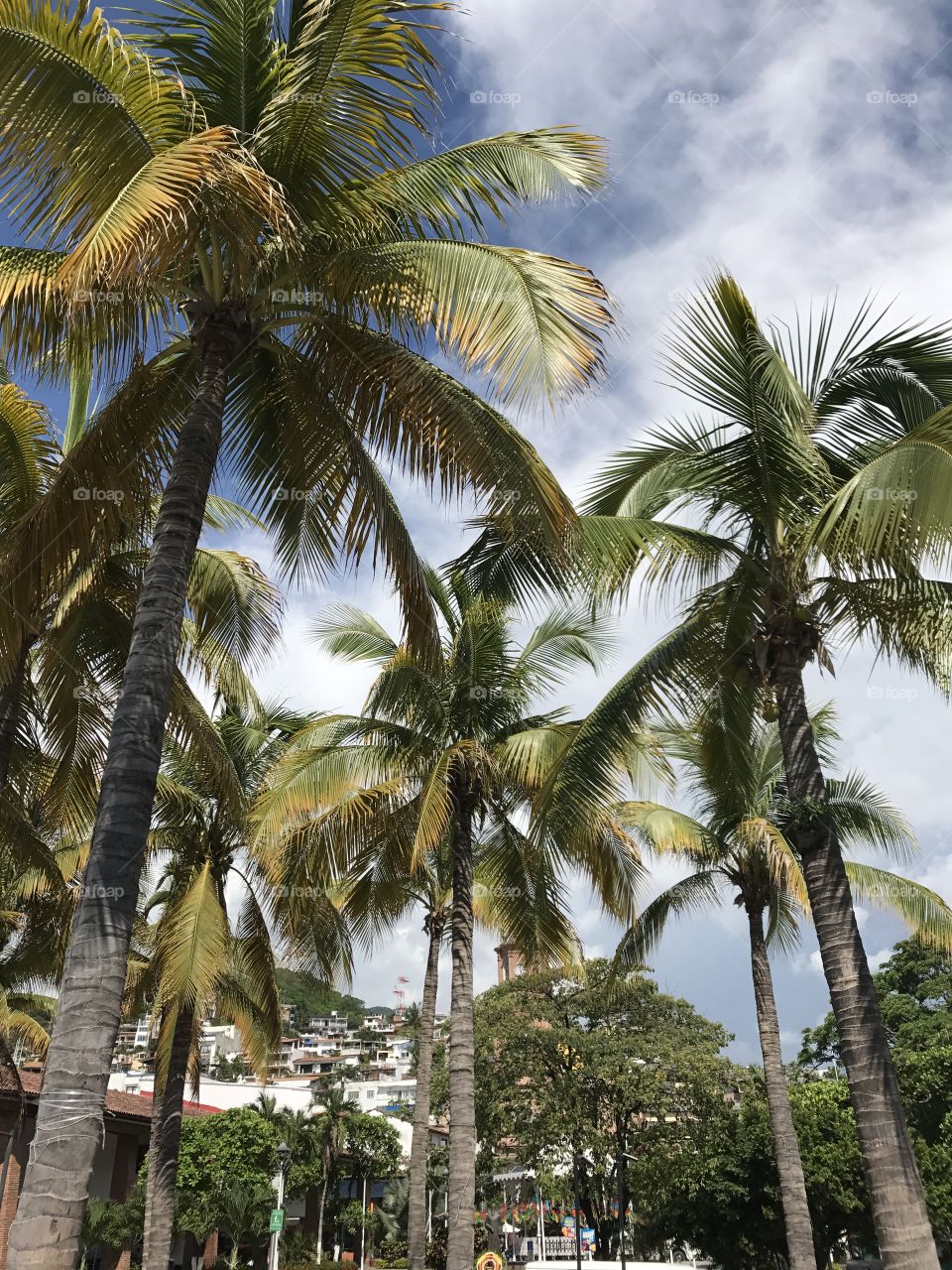 The Palms in Puerto Vallarta 