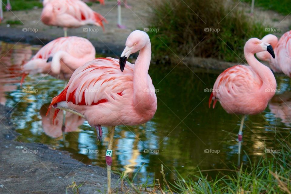 Flamingos