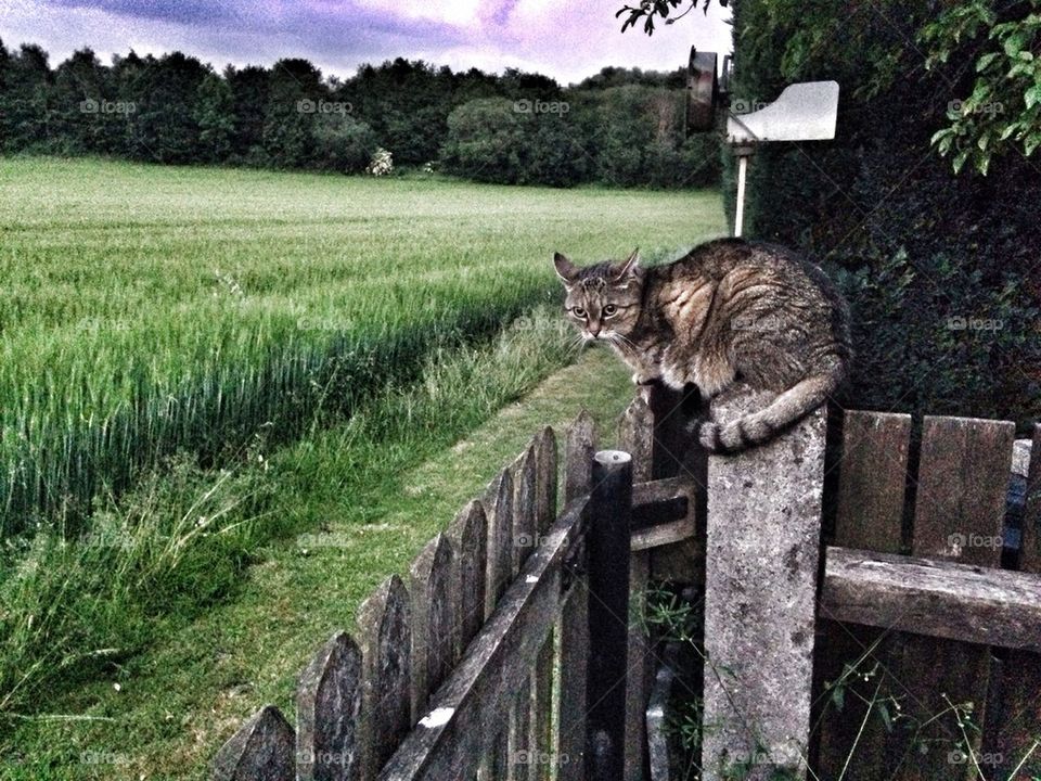 My owner didnt give me my favorite food