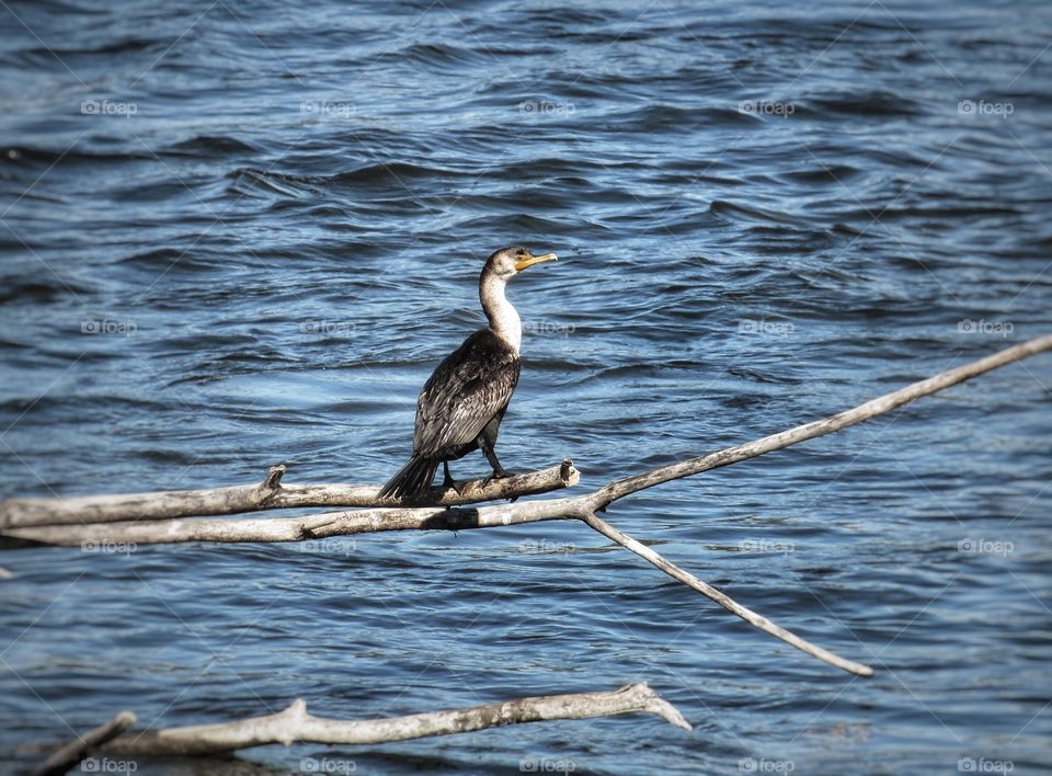 Cormorant St Lawrence river 