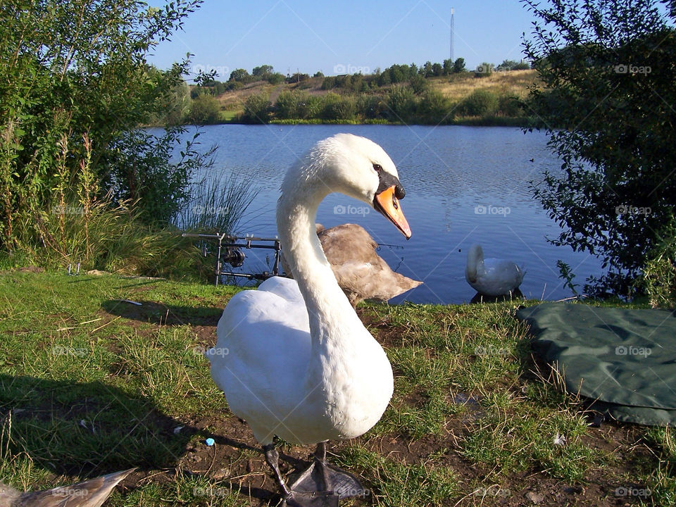 birds scenic swans wrinehill by sicksaint77