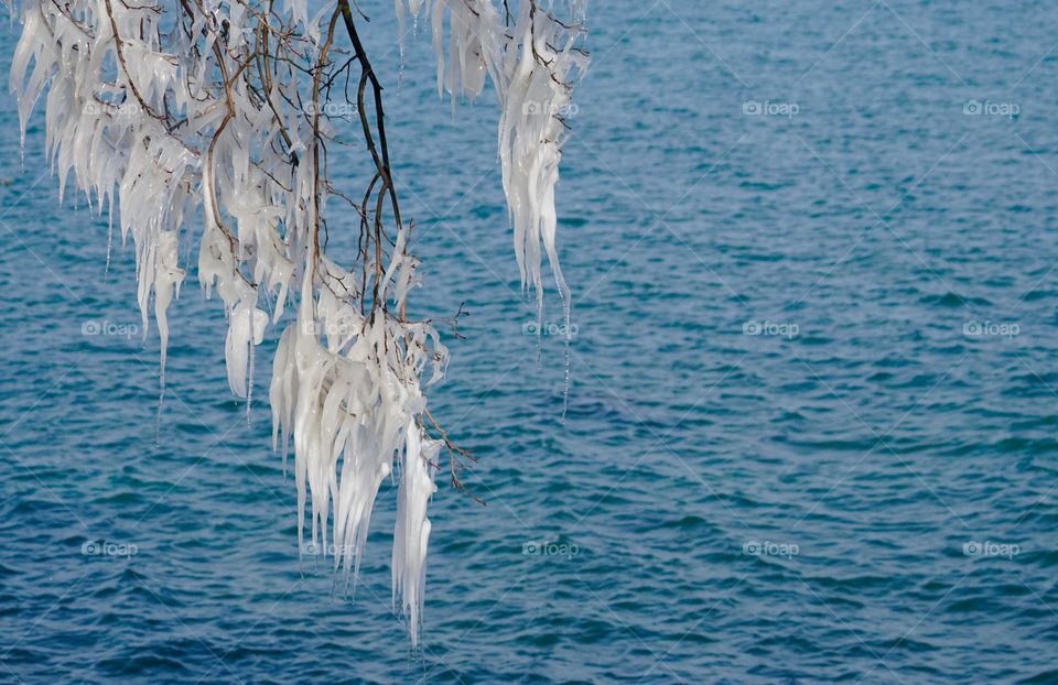 Icicles on frozen branch in winter