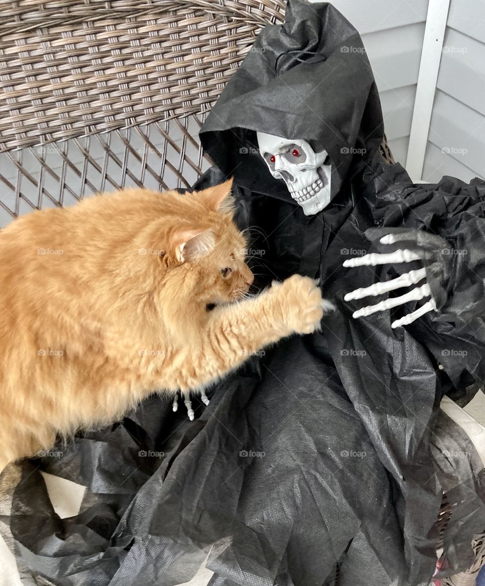 Halloween cat checking out skeleton grim reaper on porch chair