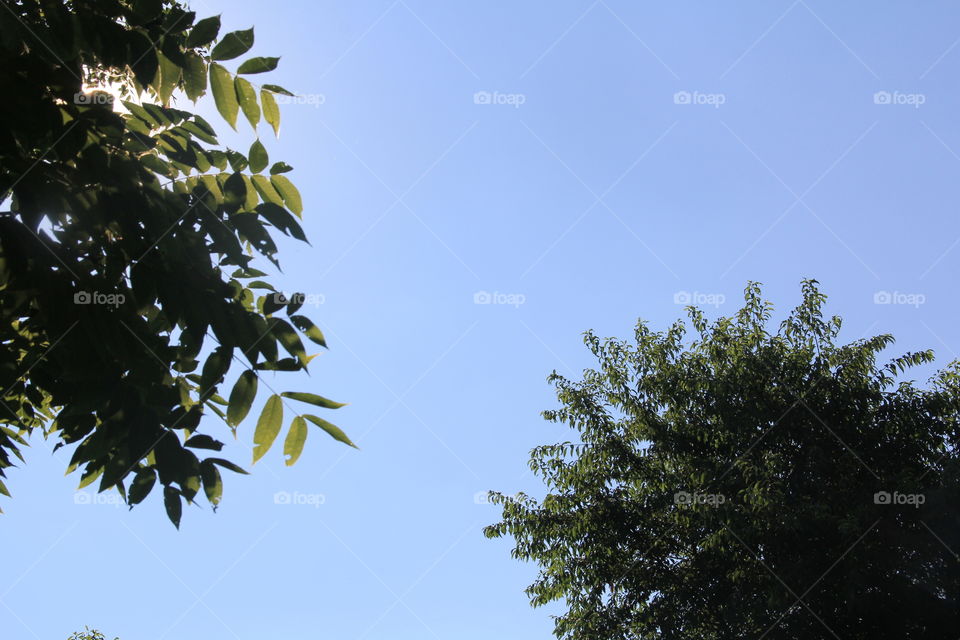 sky and leaves trees