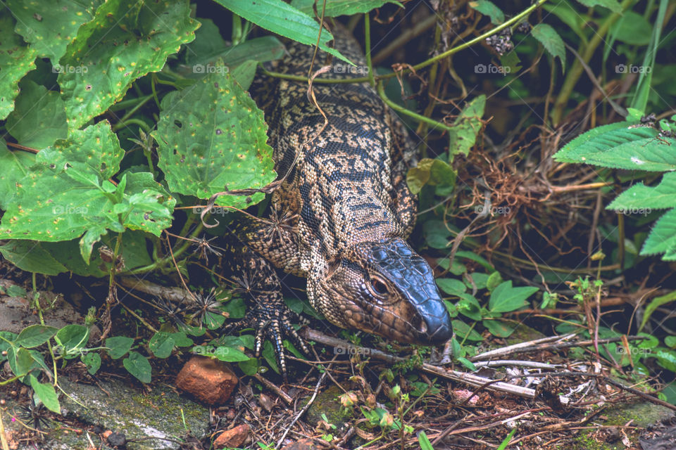 Lagarto/Lizard.