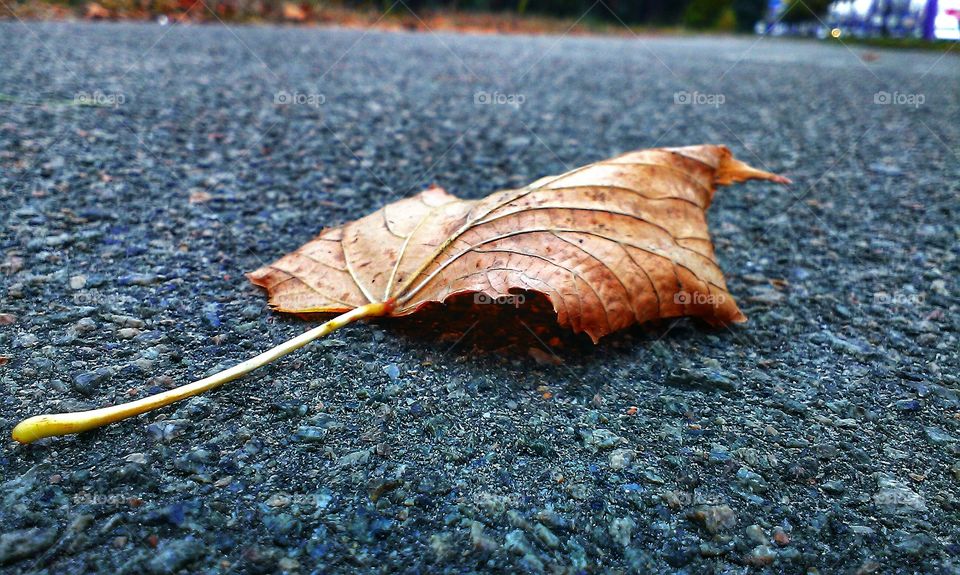 autumn leaf on asphalt