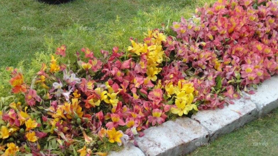 Autumn flowers 