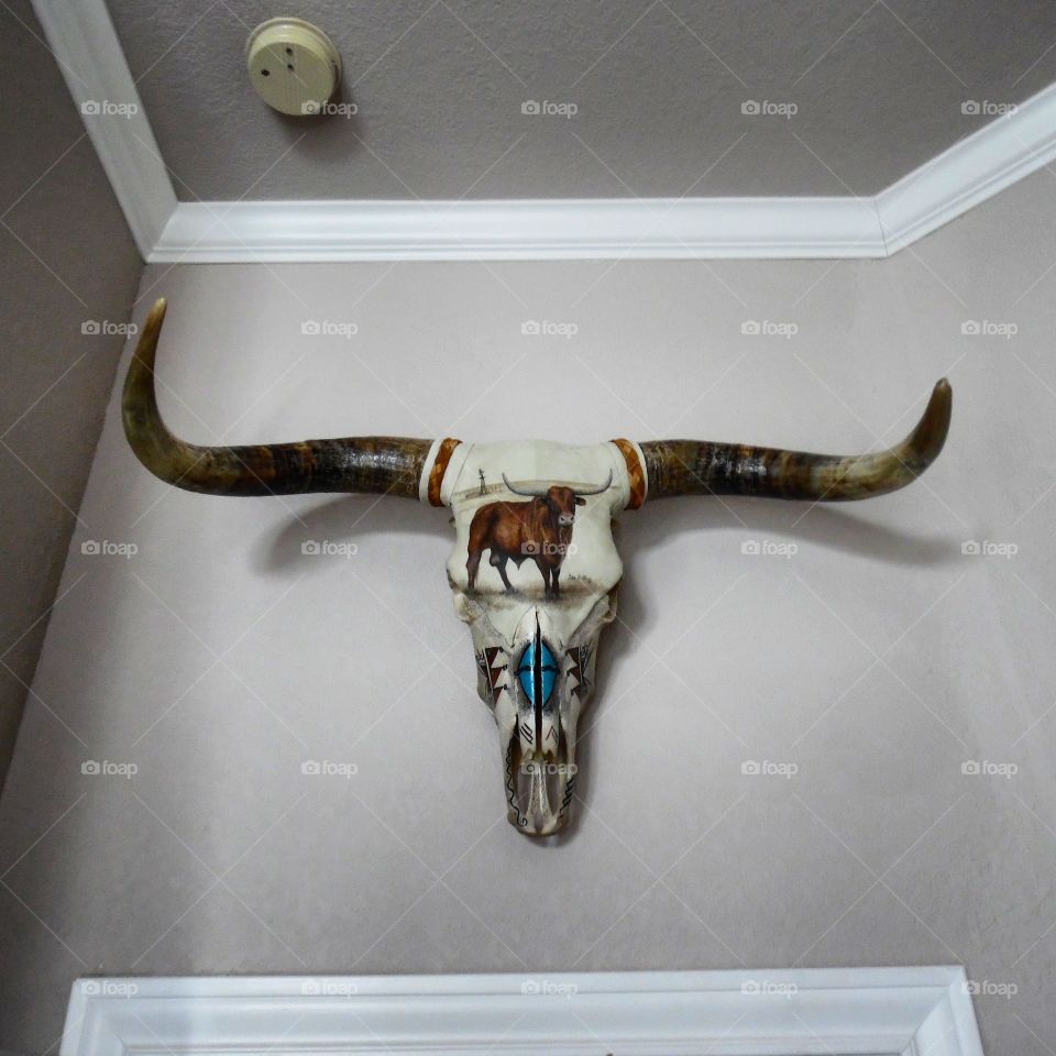 Texas longhorn