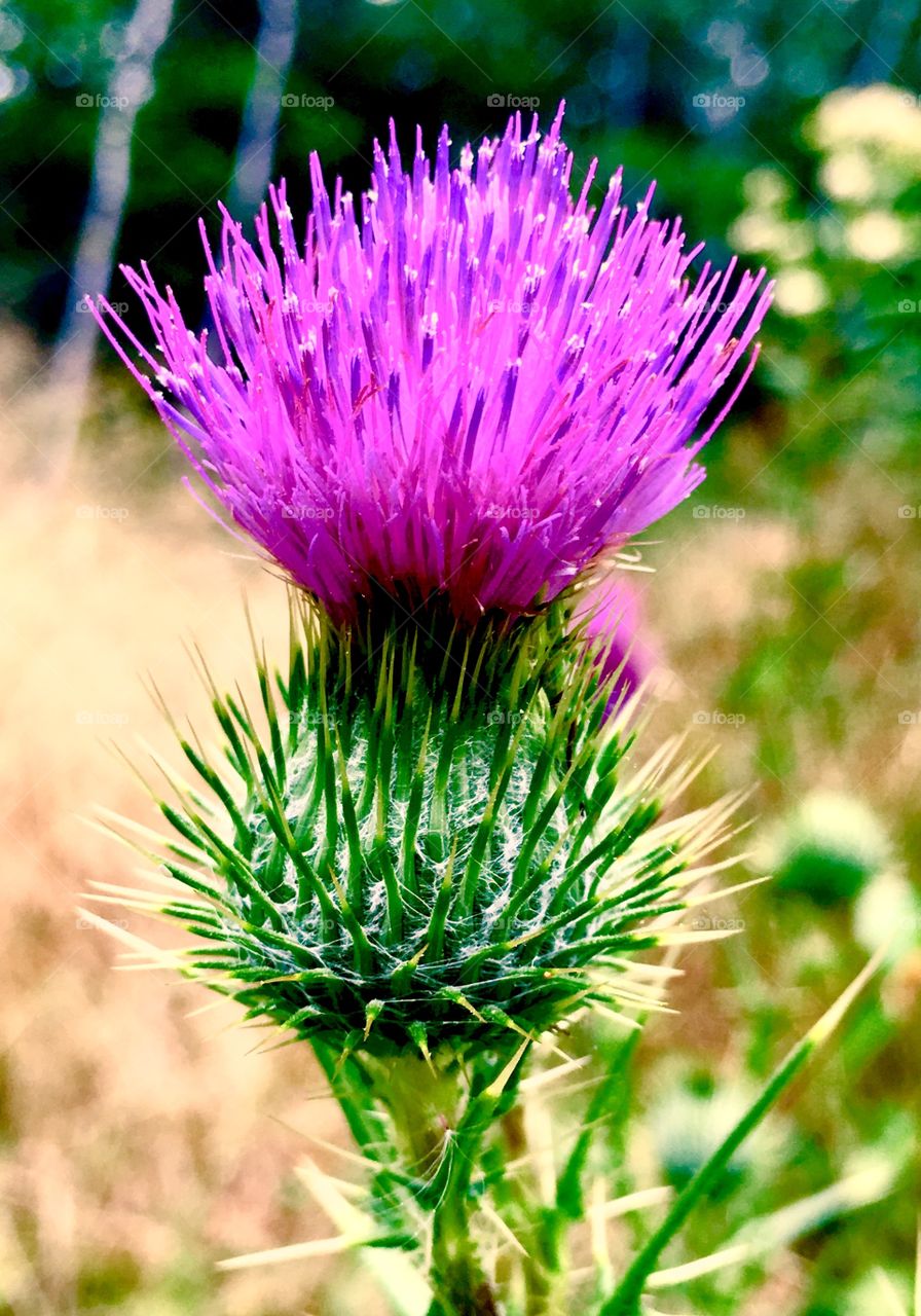 Bull thistle 