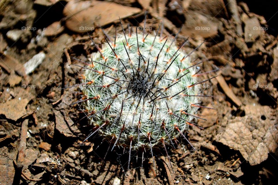 Fotografía de un pequeño cactus al amanecer