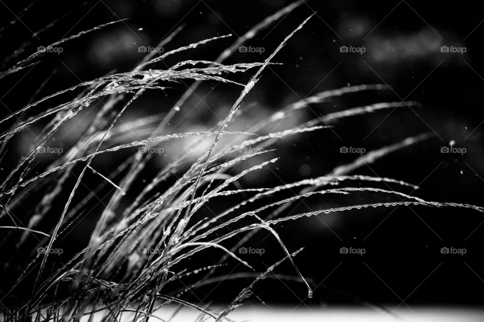 Frozen Grass