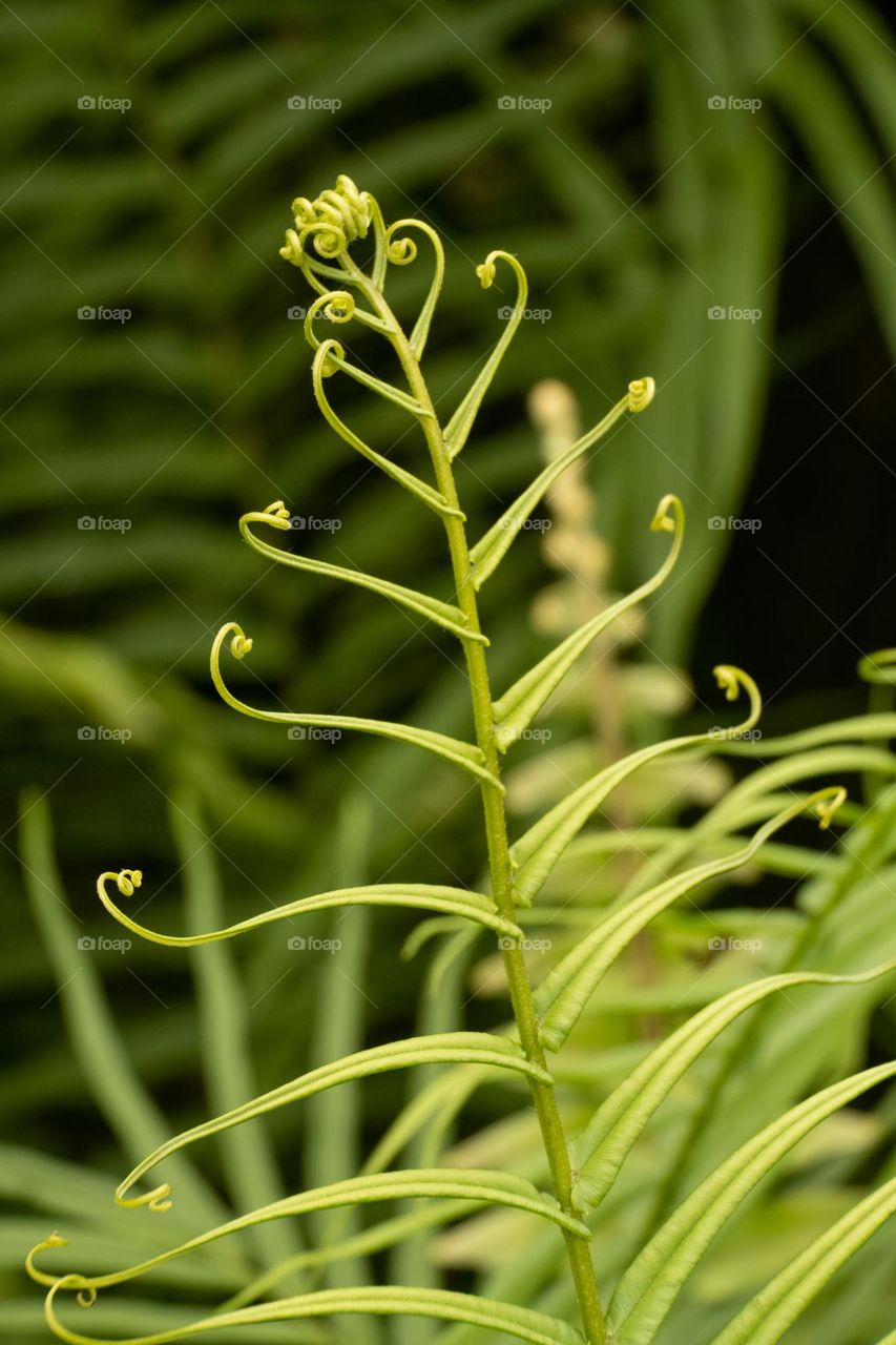 close up fern plants in the morning