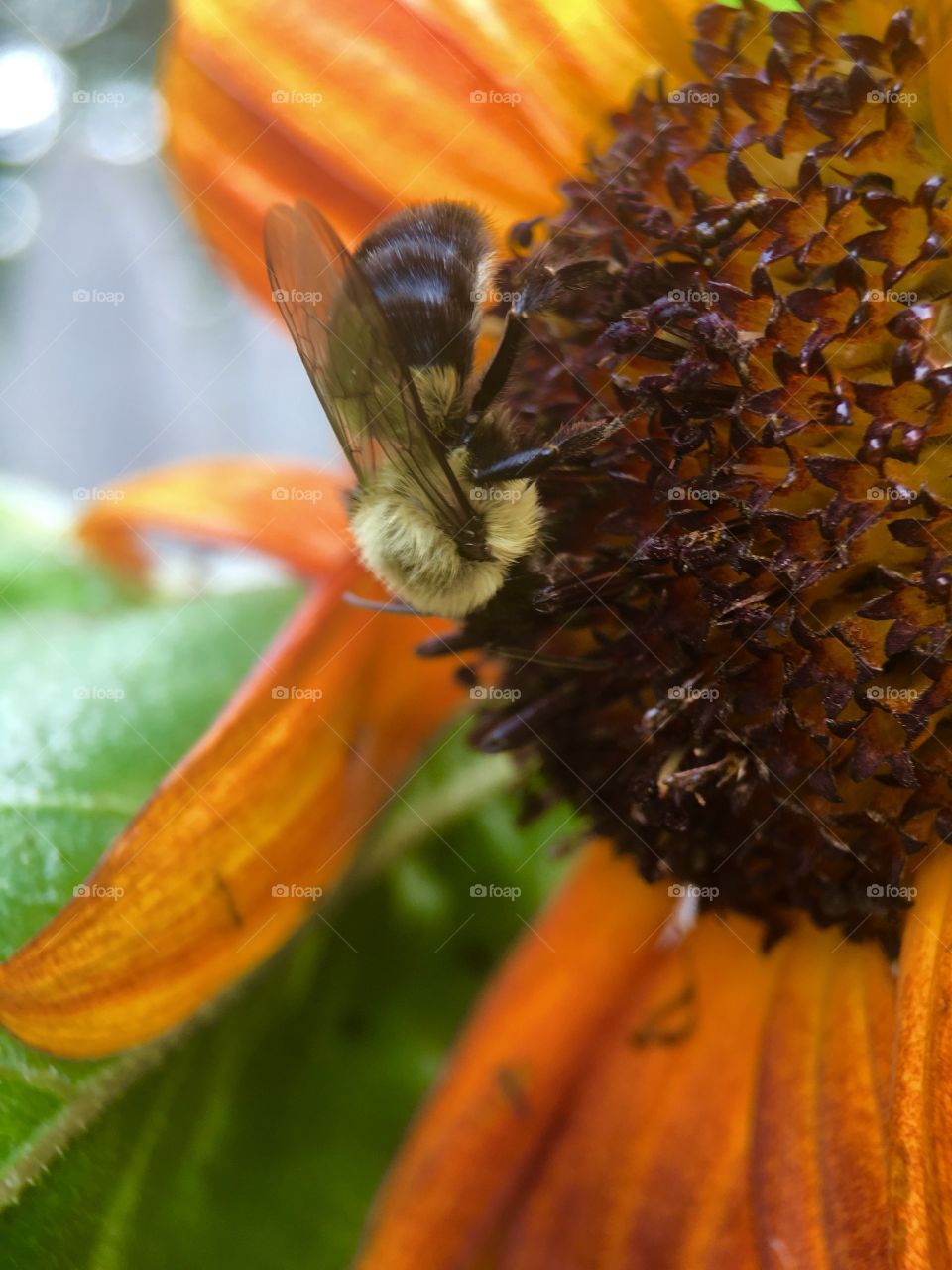 Bee in search of pollen