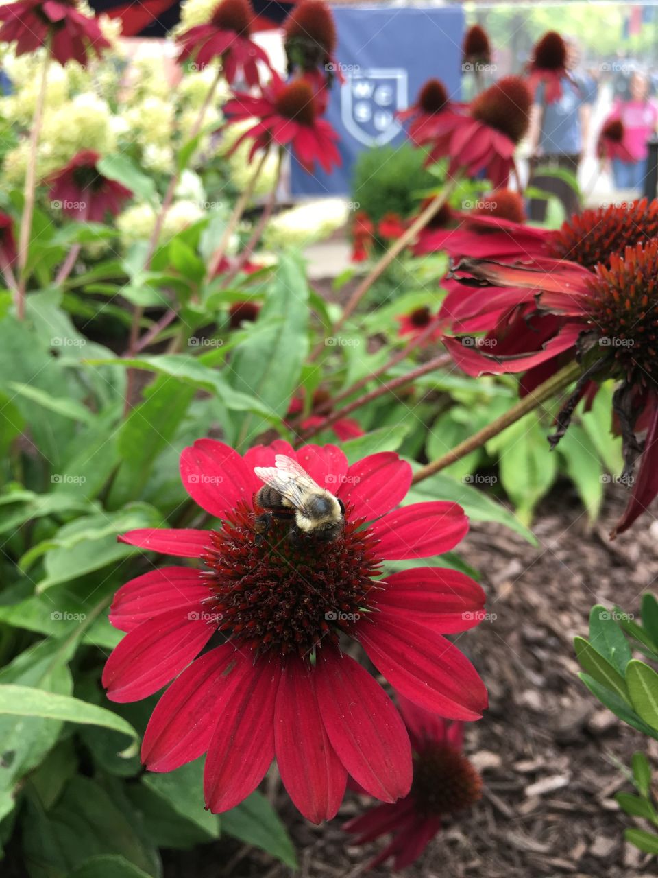 Bumblebee on Red cone flower