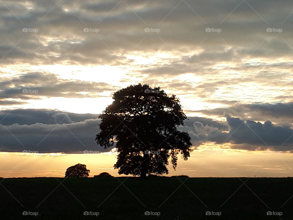 No Person, Sunset, Tree, Landscape, Dawn